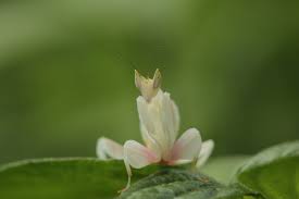 Rehome buy and sell, and give an animal a forever home with preloved! These Beautiful Mantises Use Their Colors To Their Advantage