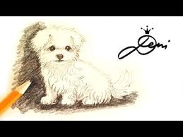 Wie Zeichnet Man Einen Hund Malteser Mit Bleistift How To Scribble A Dog Risunka S Moliv Na Kuche Youtube Malteser Hund Hund Zeichnen Hund Malen