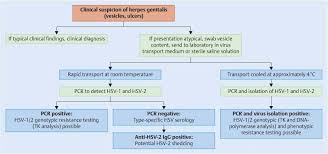 The 91% herpeselect numbers are based on samples herpeselect found to be positive when western blot had already identified them as such. Herpes Genitalis Diagnosis Treatment And Prevention Abstract Europe Pmc