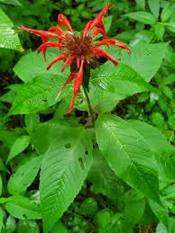 Image result for Monarda didyma