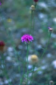 Image result for Vernonia fastigiata