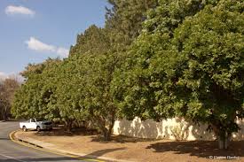 Image result for Harpephyllum afrum