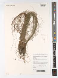 Image result for Actinoschoenus