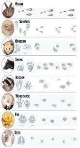 Tierspuren 2 hase katze fuchs eichhorn. Ratsel Tierspuren Skifahren Irmi Die Ratselbiene Kw 0511 Ratsel Mit Tierspuren Im Schnee Naturwissenschaft Lernspiele Vorschule Wald Nacht Lernen Tiere Basteln Decorados De Unas