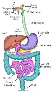 Maybe you would like to learn more about one of these? Animal Organs Digestive System Atlas Of Plant And Animal Histology