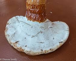 Image result for Ganoderma curtisii