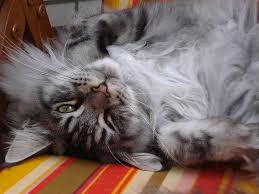 Are you looking to get a maine coon cat? Maine Coon Personality Traits Mainecoon Org