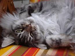 The maine coon cat is one of the largest domesticated breeds of felines. Maine Coon Personality Traits Mainecoon Org