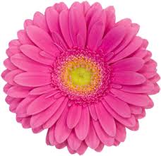 Maybe you would like to learn more about one of these? Download Manicures Pedicures Skin Care Pink Daisy Flower Clip Art Png Image With No Background Pngkey Com