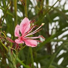 Image result for Blumea squarrosa