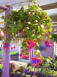 Score it for $10.19 after discount. Hanging Baskets Omaha Garden Shop