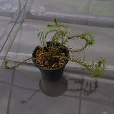 Image result for Aeollanthus subacaulis