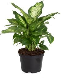 Image result for beautiful dieffenbachia