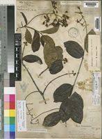 Image result for Ancylobothrys amoena