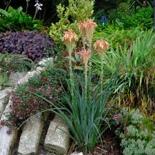 Image result for Aloe cooperi