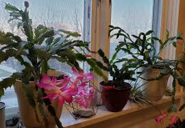Flat joints up to 2″ long on branching stems. A Cactus By Any Other Name A Case Of Mistaken Holiday Cactus Identity The Garden Professors