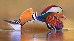 Dziwne zwierzęta, o których istnieniu mogłeś nie wiedzieć - Home ...