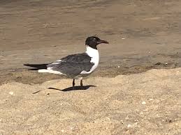 Birds Native To Virginia Beach Pin By Diane Allen On Virginia Beach Virginia Beach Virginia Beach