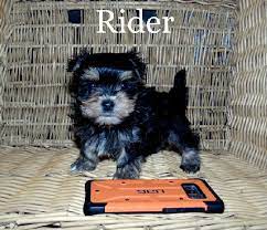 Teddy Bear Puppies For Sale In Wisconsin Find Teddy Bear Puppies For Sale In Wisconsin Minnesota And Illinois Teddy Bear Puppies Bear Puppy Puppies