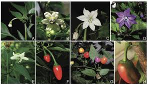 Image result for Capsicum annuum