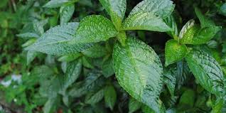 Check spelling or type a new query. Resep Herbal Untuk Hancurkan Batu Empedu Tanpa Operasi Deherba Com