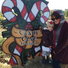 Click here for our operating hours. Candy Cane Christmas Tree Farm 10 Tips From 132 Visitors