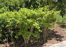 Image result for Brunfelsia americana