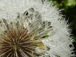 Image result for Taraxacum