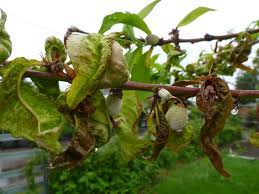 Spray on apples, pears, cherries, peaches, and plums to control canker. What You Need To Know About Peach Leaf Curl Bylands Nurseries Ltd