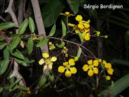 Image result for Janusia