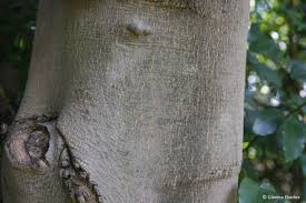 Image result for Cryptocarya woodii