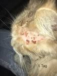 The solution should be administered orally. Hautpilz Itrafungol Hilfe Katzen Forum Das Grosse Katzenforum
