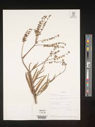 Image result for Cyphia lasiandra