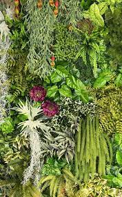 Climbing Plant Floral Wallpaper Mural Hovia Garden Mural Botanical Wallpaper Plants