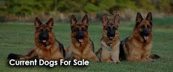 Emotional support dog ontario, smart comfort dogs. Older Puppies And Adults For Sale German Shepherd Dog Ontario German Shepherd Puppies For Sale