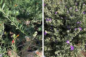 Blue glow agave read more; Shrubs That Bloom All Year Long In The Southwest Finegardening