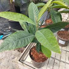 Image result for Eriobotrya