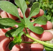 Image result for Ipomoea pes-tigridis