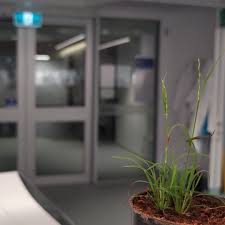 Image result for Tripogon