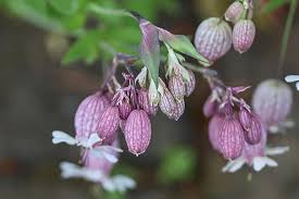 Comune di peschici (fg) prot. Uva Gozzo Campion Silene Vulgaris Leimkraut Ordinario Leimkraut Gonfiato Garofano Pettegolezzo Blow Campion Knirrkohl Piante Da Pascolo Fiore A Forma Di Campana Capsula Pikist