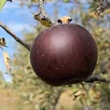 Maybe you would like to learn more about one of these? Brighter Blooms 2 06 Quart White Arkansas Black Apple Tree Fruit Tree In Pot Lowes Com Arkansas Black Apple Fruit Trees Apple Tree
