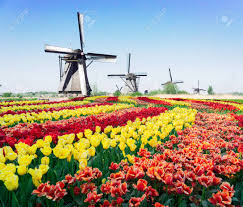 ˌkɪndərˈdɛi̯k) is a village in the municipality of molenlanden, in the province of south holland, netherlands. Row Of Traditional Dutch Windmills At Kinderdijk With Tulips Stock Photo Picture And Royalty Free Image Image 118047365