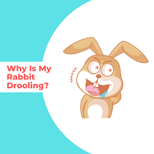 نتیجه جستجوی لغت [drooling] در گوگل