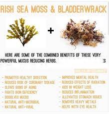 Sea Moss Bladderwack Sea Moss Coconut Health Benefits Bladderwrack Benefits