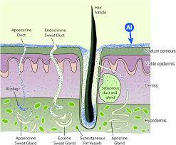 Human Exposure To Aluminium Environmental Science Processes Impacts Rsc Publishing Doi 10 1039 C3em00374d