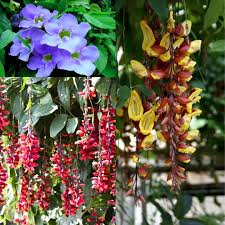 Image result for Thunbergia kirkiana