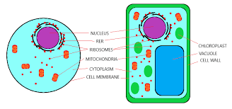 We did not find results for: Organisation Of An Organism Igcse Biology Notes 2020
