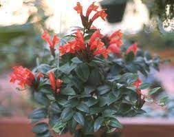 Lipstick Plants Produce Numerous Red Or Orange Small Tubular Flowers Throughout The Year Not Only Are The Flower Lipstick Plant Plants Indoor Flowering Plants