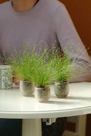 Image result for Isolepis