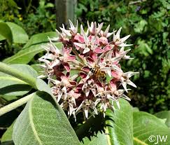 Image result for Asclepias foliosa